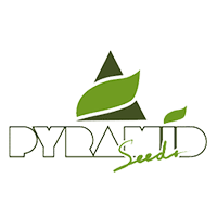 Pyramid Seeds